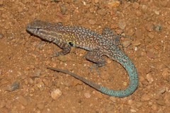 <p>Widespread throughout Utah - most common lizard seen • Up to 6cm SVL • Variable color • Dark blotches behind to the forelimbs • Small, uniform dorsal scales</p>