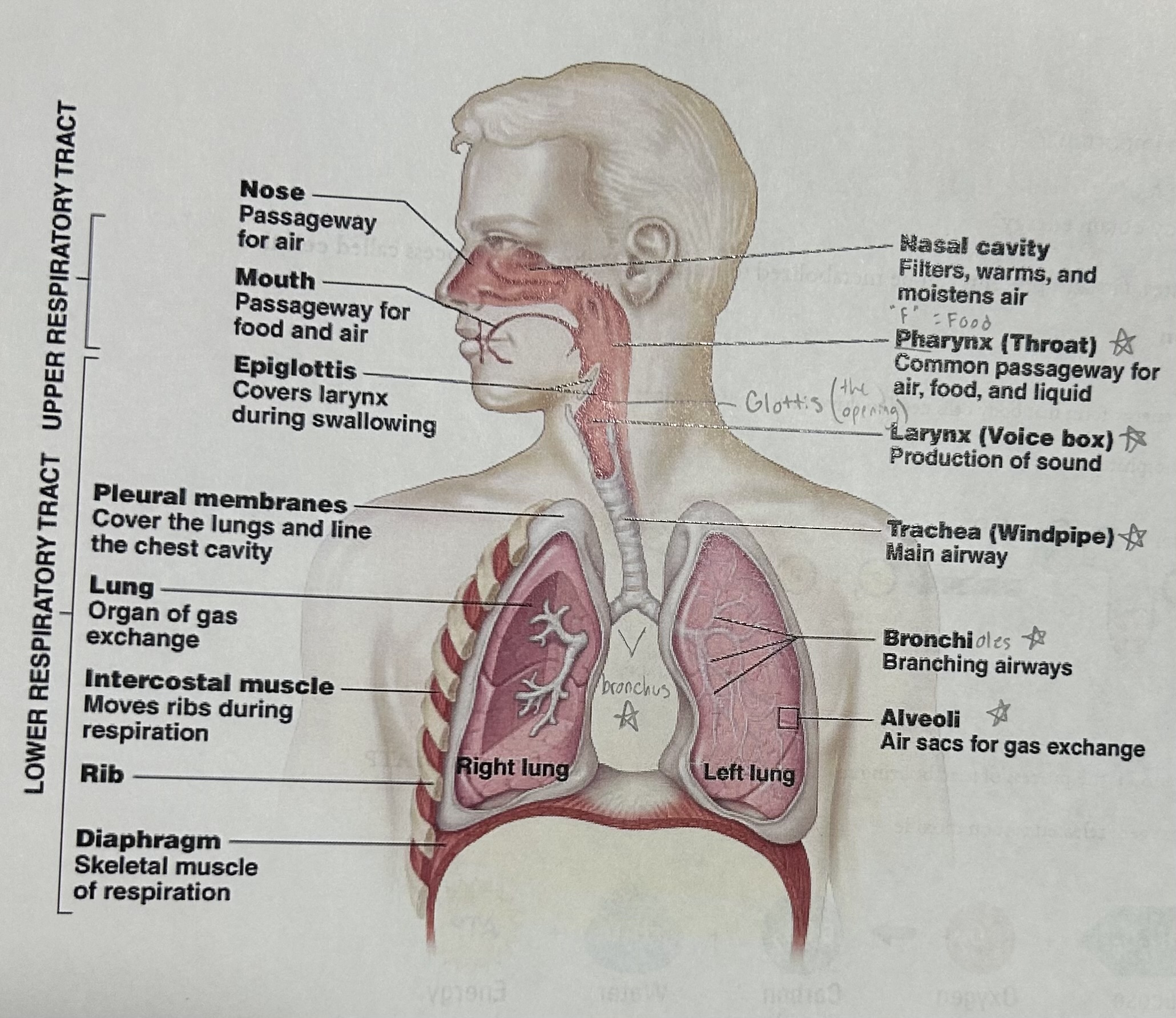 knowt flashcard image