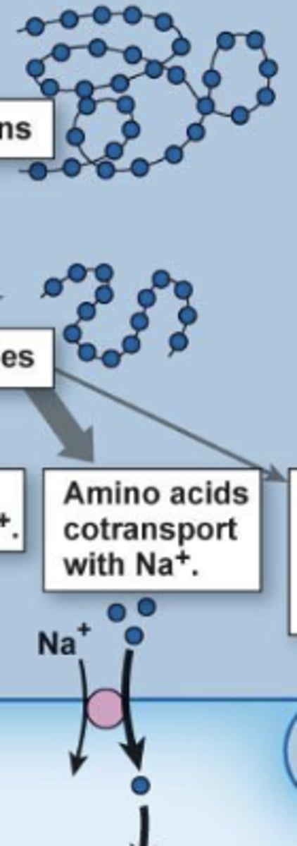 <p>follows existing Na gradient (from Na/K ATPase) to move AAs into cells (along with Na) into gut enterocytes</p><p>secondary active transport</p>