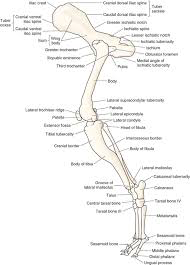 <ul><li><p><span>Directly connected to axial skeleton via sacroiliac joint</span></p><ul><li><p><span>Ilium of pelvis with sacrum of spinal column</span></p></li></ul></li><li><p><span>Consists of:</span></p><ul><li><p><span>Pelvis</span></p></li><li><p><span>Femur</span></p></li><li><p><span>Patella</span></p></li><li><p><span>Tibia</span></p></li><li><p><span>Fibula</span></p></li><li><p><span>Tarsal bones</span></p></li><li><p><span>Phalanges</span></p></li></ul></li></ul><p></p>
