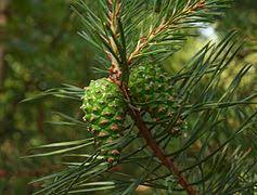 scots pine