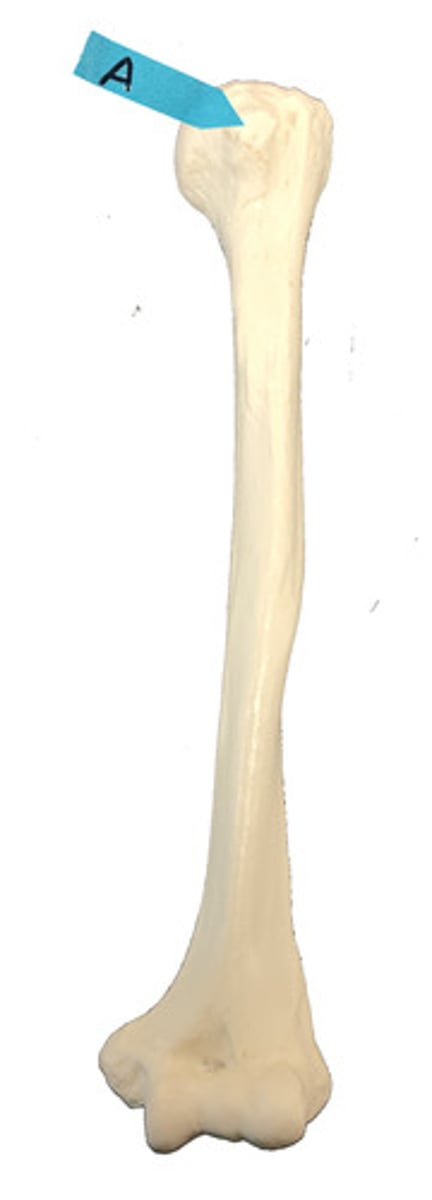 <p>Identify this bone marking.</p>