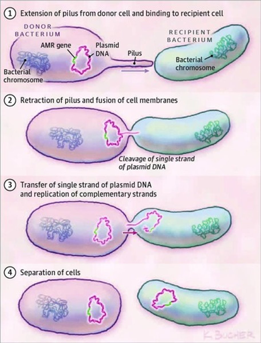 <p>A process requiring cell-to-cell contact via pili or adhesins, through which DNA is transferred from the donor cell to the recipient cell.</p>