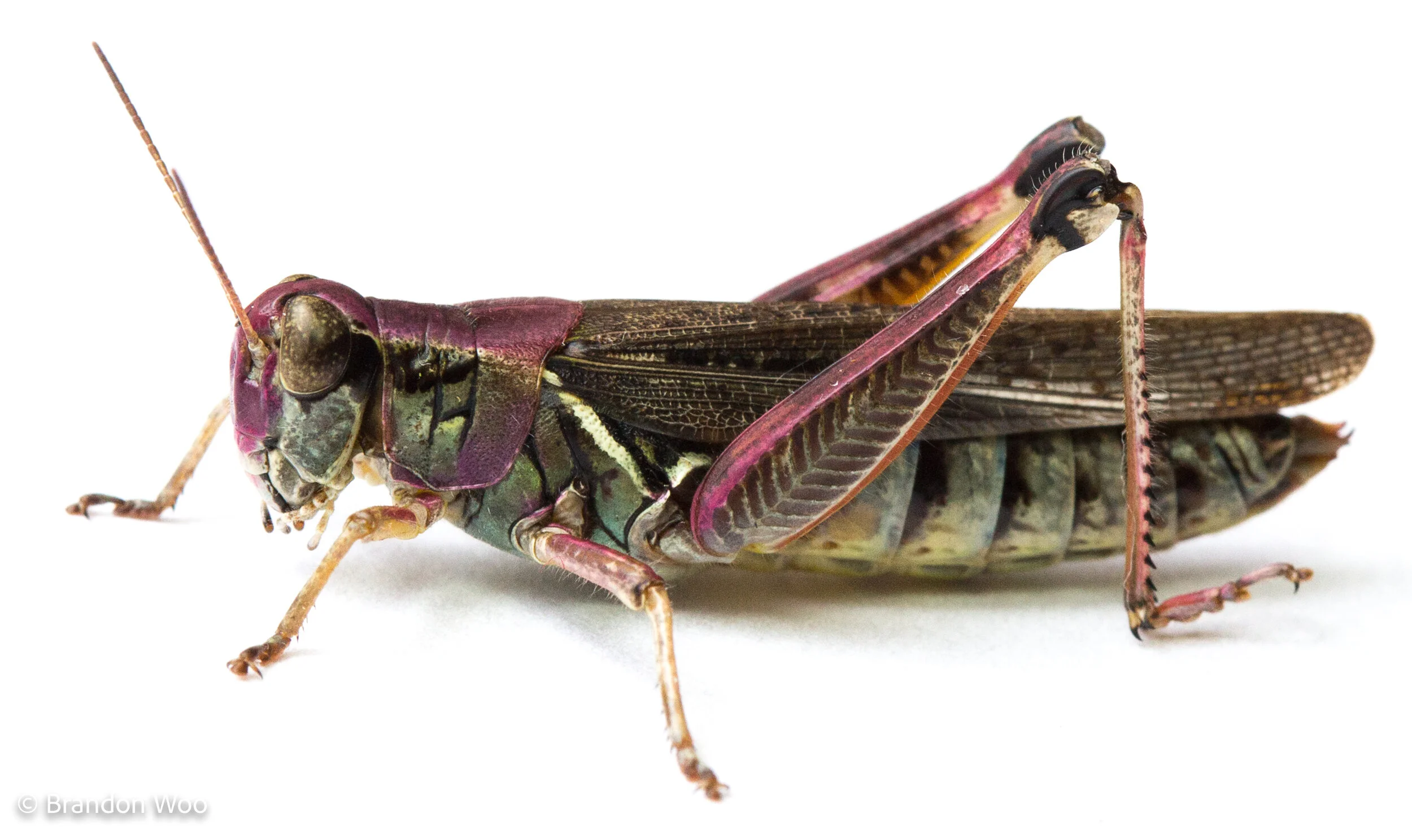 <p>Identify (Grouping(s), Phylum, Subphylum, Class, Order)</p>