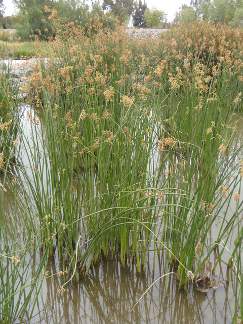 California Bulrush