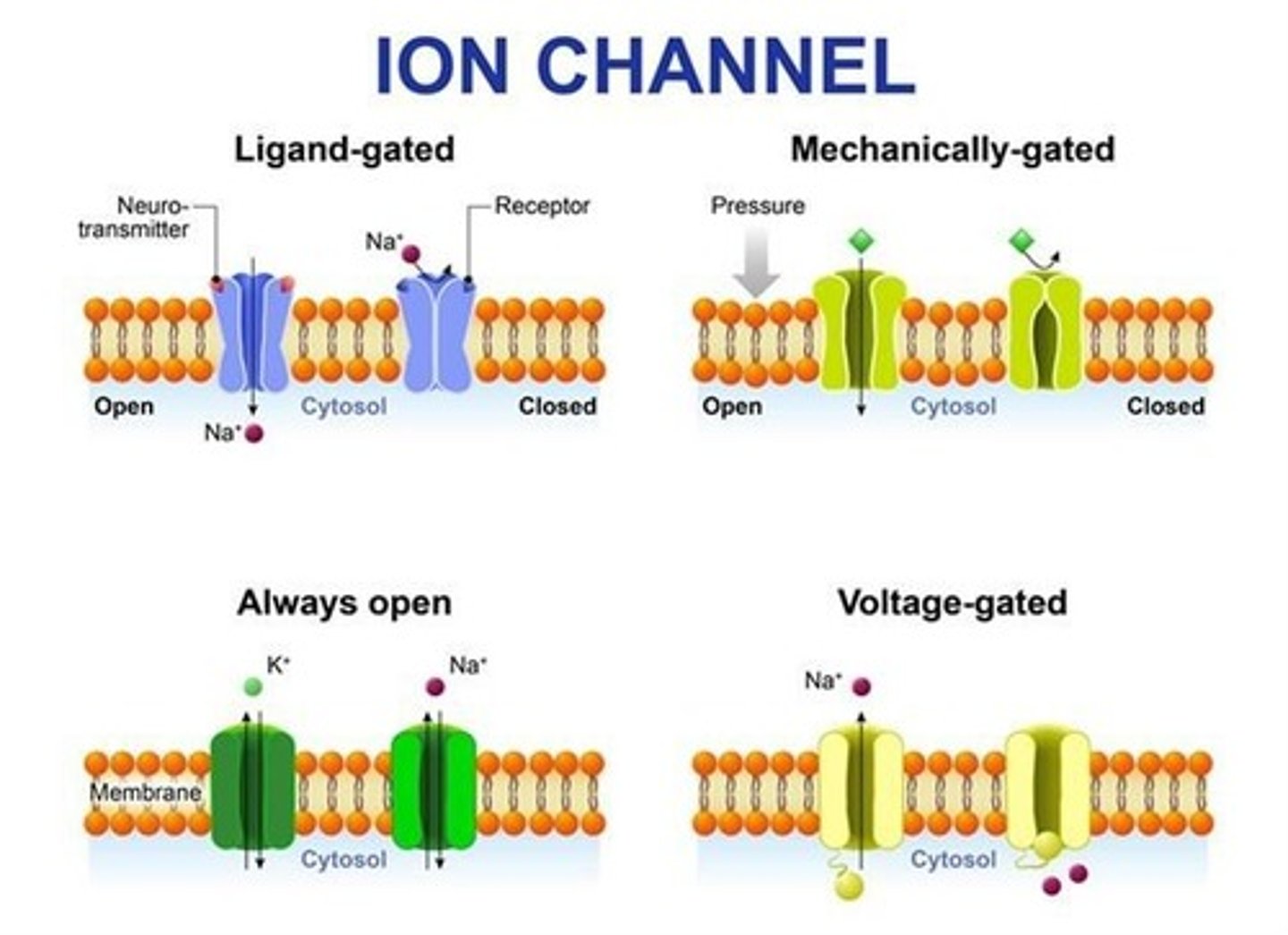 <p>Stretch-gated, chemically-gated, and voltage-gated ion channels.</p>