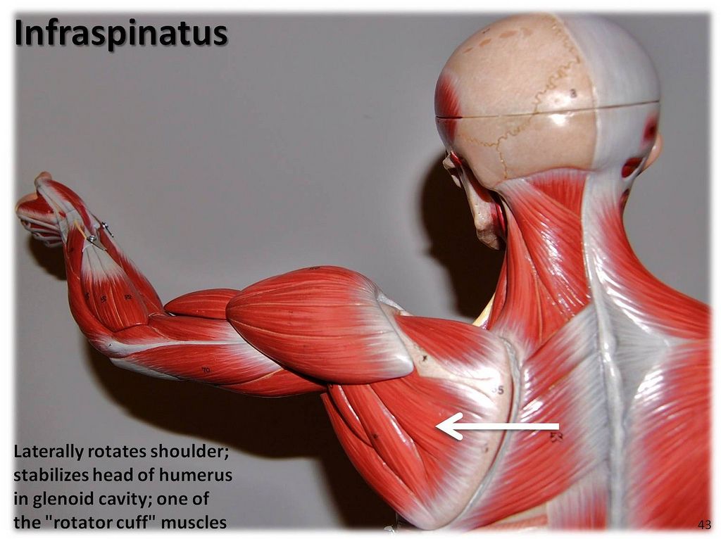 <p>What muscle is this?*****</p>