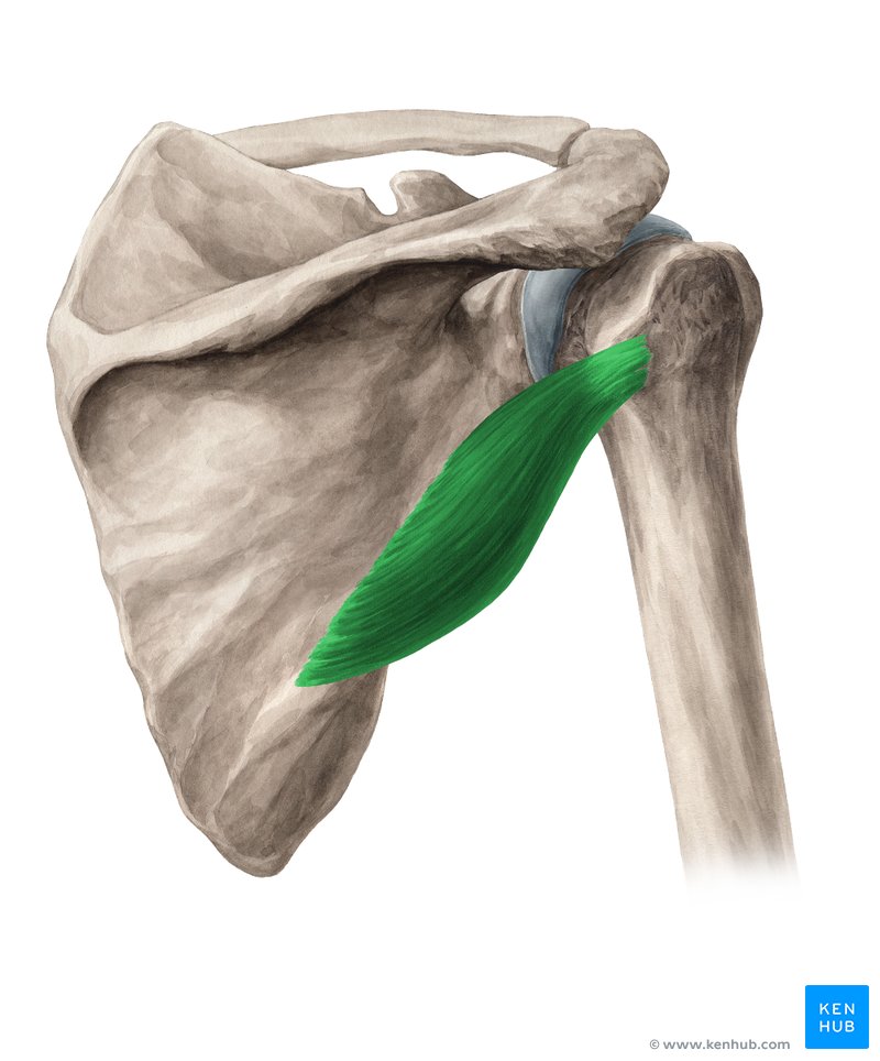 <p>Origin: Posterior upper/middle aspects of lateral scapular border Insertion: Posterior surface of greater tubercle (humerus) Actions: Stabilize GHJ</p>