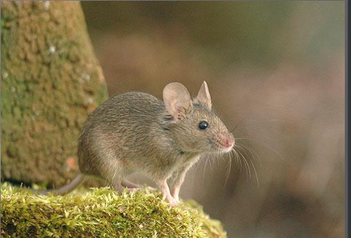 <p><span><span>▣ gray versus brown, no white feet,</span></span><br><span><span>long tail</span></span><br><span><span>▣ do not cache food like deer</span></span><br><span><span>mouse</span></span><br><span><span>▣ Associated with humans</span></span><br><span><span>▣ Nearly naked tail is longer than</span></span><br><span><span>deer mouse</span></span></p>