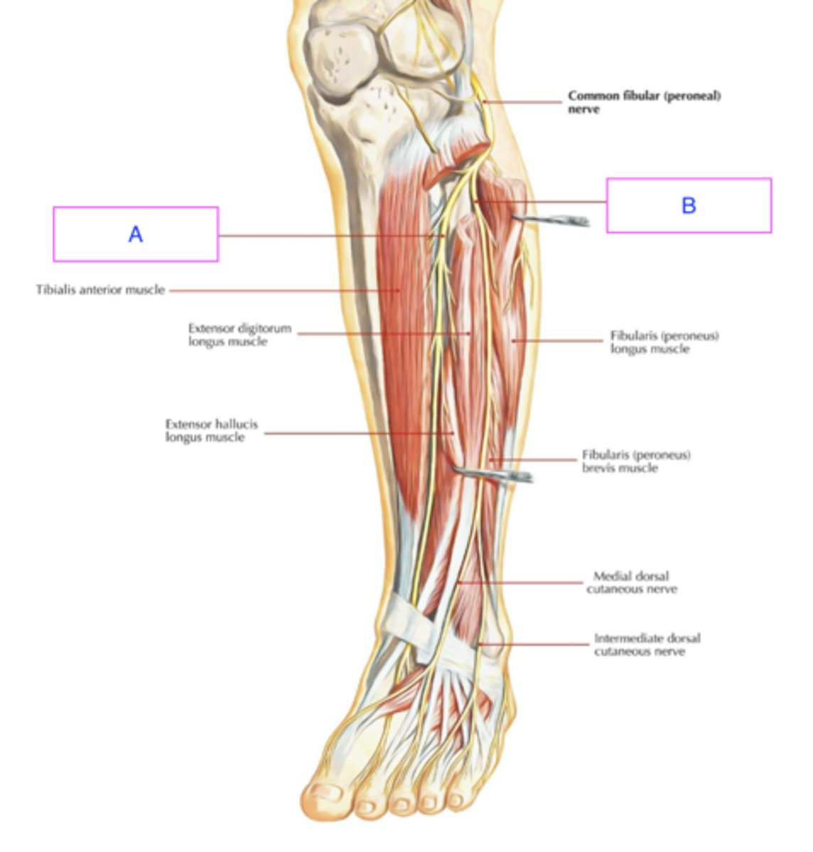 <p>ID nerve that innervates laterally (B)</p>