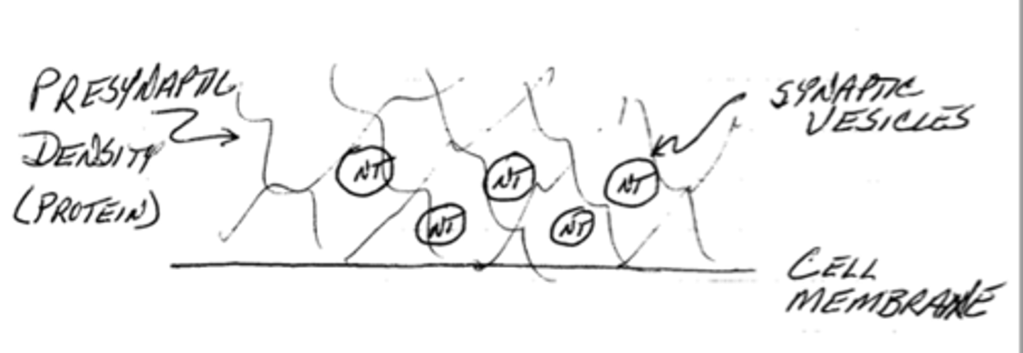 <p>pre-synaptic density (a protein matrix)</p>