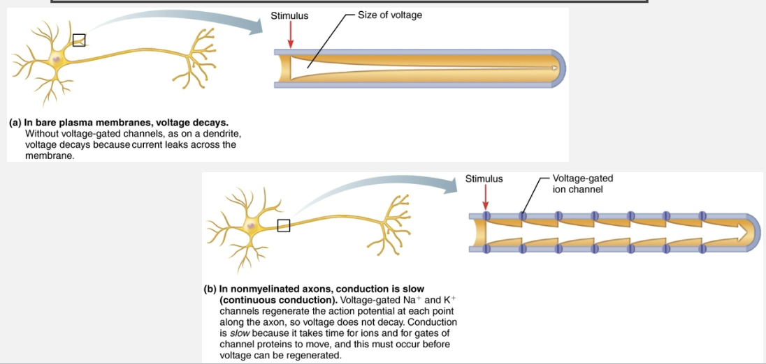<p>Slow conduction that occurs in <span style="color: red"><strong>non-myelinated axons</strong></span></p><p></p>
