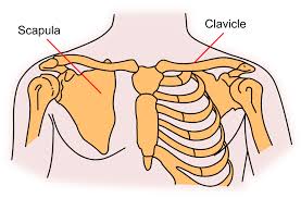 <p>The structure that connects the upper limbs to the axial skeleton, consisting of the clavicle (collarbone) and scapula (shoulder blades).</p>