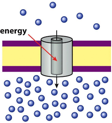 <p>energy required, can “pump” against concentration gradient</p>