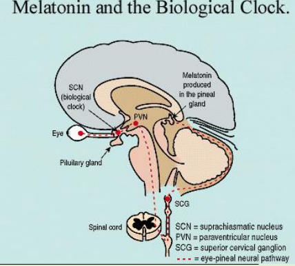 <p>Light enters the retina</p><p></p><p>Suprachiasmatic nuclei</p><p></p><p>Paraventricular nuclei</p><p></p><p>Intermediolateral cell column of the spinal cord</p><p></p><p>Cervical ganglia</p><p></p><p>Pineal gland</p><p></p><p>Your eyes detect light, which sends signals through a specific pathway in your brain that ultimately controls melatonin production in the pineal gland. This is how light regulates your sleep-wake cycle.</p><p class="font-claude-response-body break-words whitespace-normal leading-[1.7]"><strong>The Pathway Step-by-Step:</strong></p><ol><li><p><strong>Light enters your eye</strong> and hits the retina, where special cells detect it</p></li><li><p><strong>Suprachiasmatic nucleus (SCN)</strong> - This is your brain's "master clock" located just above where the optic nerves cross. It receives the light information and acts as the central timekeeper for your body's circadian rhythms</p></li><li><p><strong>Paraventricular nucleus (PVN)</strong> - The SCN sends signals here, which acts as a relay station</p></li><li><p><strong>Spinal cord</strong> - Specifically the intermediolateral cell column, which carries the signal down from your brain</p></li><li><p><strong>Superior cervical ganglion (SCG)</strong> - A cluster of nerve cells in your neck that receives the signal from the spinal cord</p></li><li><p><strong>Pineal gland</strong> - Finally, the signal reaches this small gland deep in your brain, which produces and releases melatonin</p></li></ol><p></p>