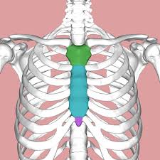 <p>The breastbone, a flat bone located in the central part of the chest. It connects to the ribs via cartilage, forming the anterior part of the rib cage.</p>