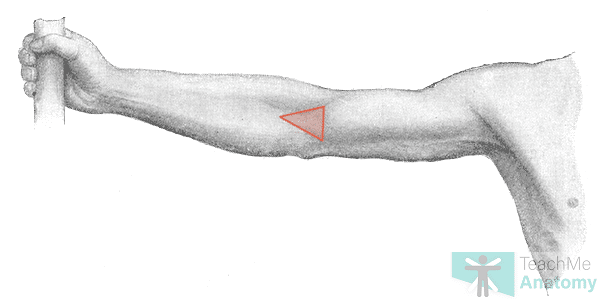 <p>front of elbow</p>