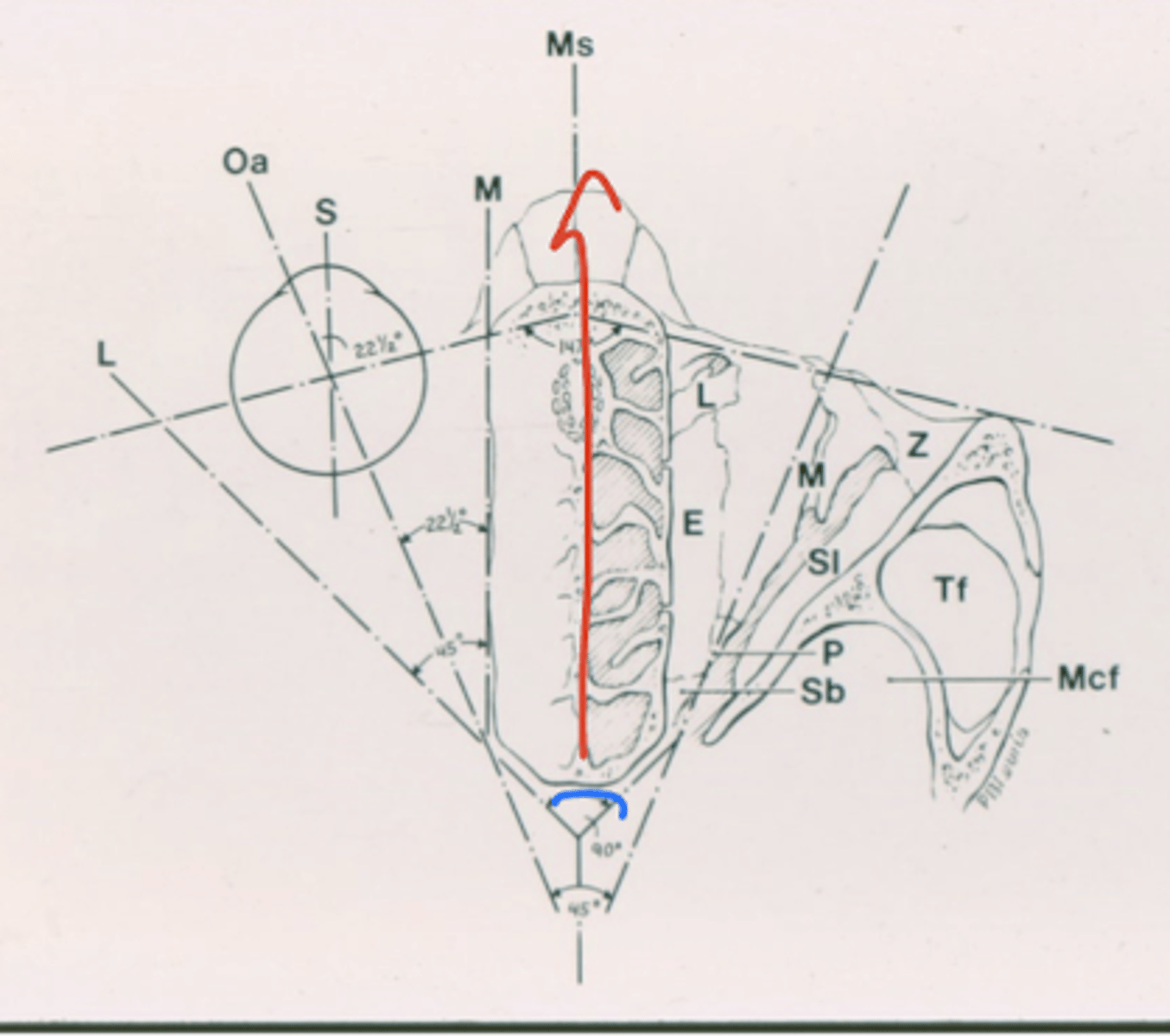<p>23º outwards</p>