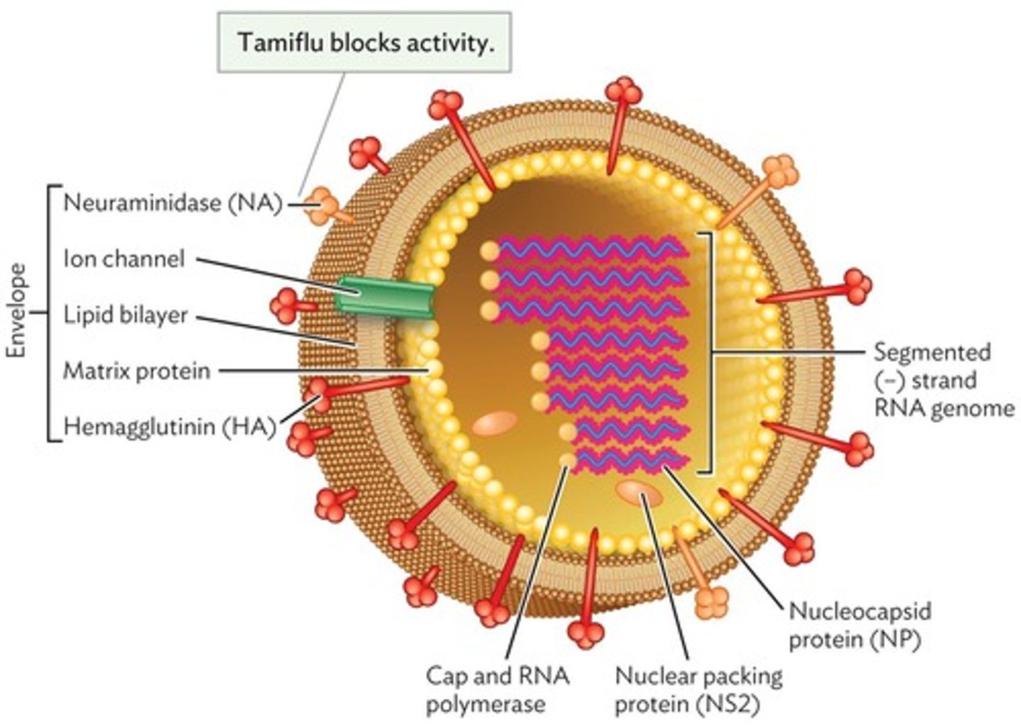 <p>Protein involved in virus entry into cells.</p>