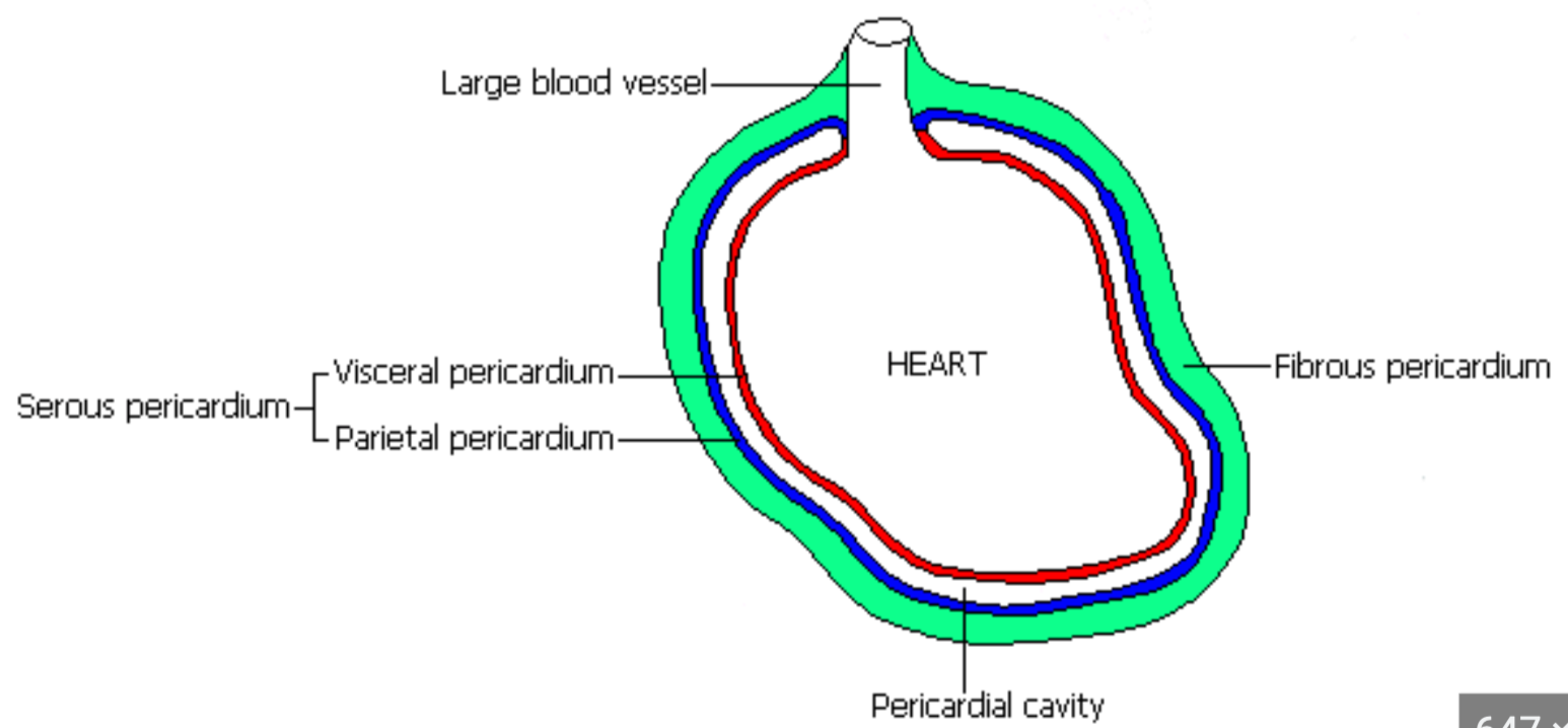 <ul><li><p>Heart is surrounded by tough membrane: <u>fibrous pericardium</u></p></li><li><p>Inside fibrous pericardium is <u>serous (fluid) pericardium</u> (protection and insulation)</p><ul><li><p><u>Parietal layer</u> of serous pericardium lines fibrous pericardium</p></li><li><p><u>Visceral layer</u> is fused to heart surface</p></li><li><p>Potential cavity between layers called <u>pericardial cavity</u></p></li></ul></li></ul>