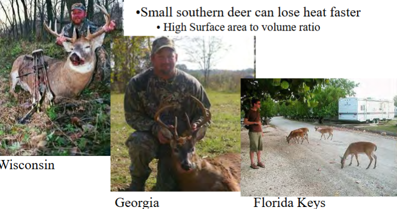 <p>body mass increases with latitude and colder climate</p><p>larger animals retain heat better than small animals</p><p>e.g. deer; much larger in Wisconsin than Florida</p>