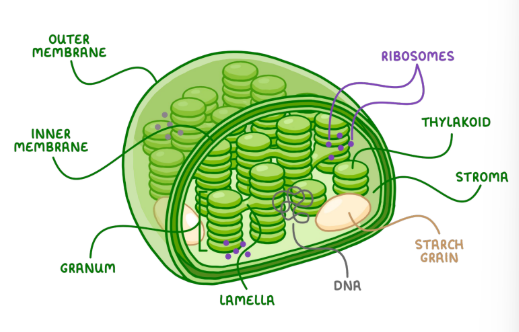 <p>-inner membrane</p><p>-outermembrane </p><p>-grana: stacks of thylakoids from a third membrane layer</p>