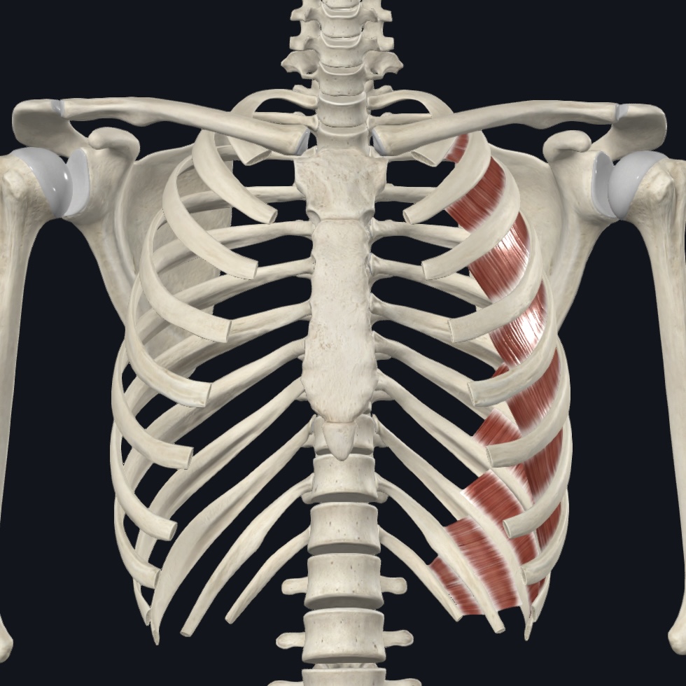 <p>Supports intercostal space during respiration&nbsp;</p><p>Interosseous part: depresses ribs&nbsp;</p><p>Interchondral part: elevates ribs</p>