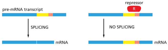 <p>prevents access to splice site</p>