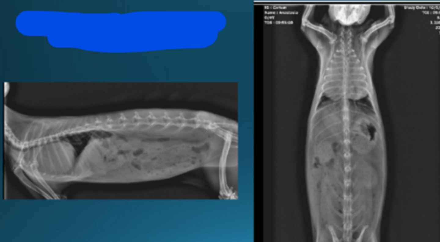 <p>What are your top 3 differentials for this rabbit?</p>