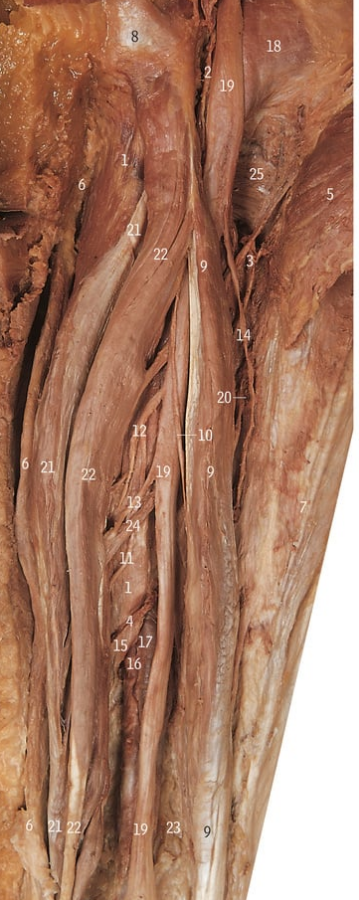 <p>16</p>