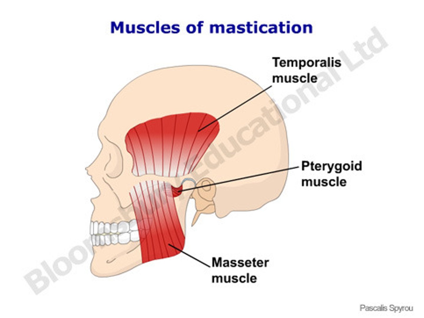 <p>- innervated by CN 5</p><p><strong>masseter</strong>:</p><p>- originate on zygomatic arch</p><p>- insert in mandible</p><p>- pull mandible</p><ul><li><p><span style="font-family: &quot;Times New Roman&quot;, serif"><strong>When contraction happens it will elevate mandible</strong></span></p></li></ul><p><strong>temporalis:</strong></p><p>- originate at temporal bone</p><p>- insert in coronoid process of mandible</p><p>- pull mandible</p><ul><li><p><span><strong>Temporalis and masseter are elevating the mandible. This brings the biting surfaces of the teeth close to each other to allow the crushing of food.</strong></span></p></li></ul><p><strong>pterygoid:</strong></p><p>- elevate and laterally move mandible</p><p></p>