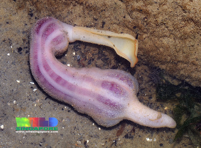 <p>Slurfwormen</p><p></p>