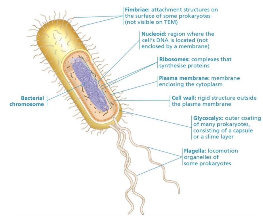 * Mostly single celled (cocci, bacilli, spirilla)
* Size 1-5 micrometre
* Can aggregate to form colonies
* DNA is circular in chromosomes and plasmids
* Can be motile - flagella
* Peptidoglycan in cell wall 
* no nucleaus or membrane bound organelles

\
Features 

* Binary fission - reproduction
* Fimbriae - attachment
* Capsule - protection, adherence
* Flagella - motility 
* Ubiquitous - everywhere
* If removed by antibiotic treatment, pathogens may fill the empty niche

\
* Most bacterial species can’t cause disease 
* Many are beneficial (antibiotics and food production, e.g. Streptomyces, Lactobacillus)
* Free-living soil bacteria and cyanobacteria perform many essential functions in the biosphere, (e.g. Rhizobium and nitrogen fixation)