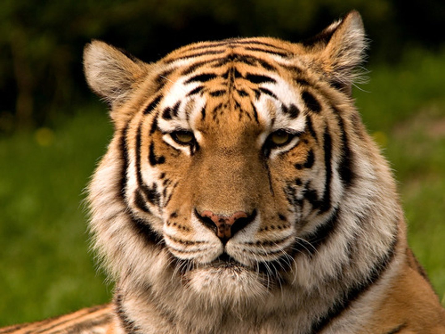 <p>tiger</p>