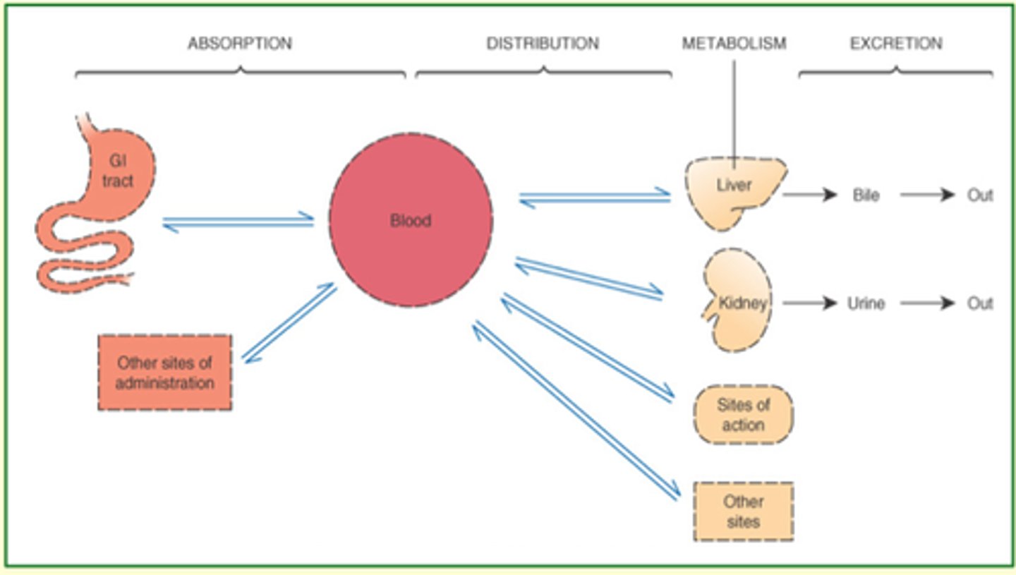 <p>Transport of a drug by the bloodstream to it's site of action.</p>