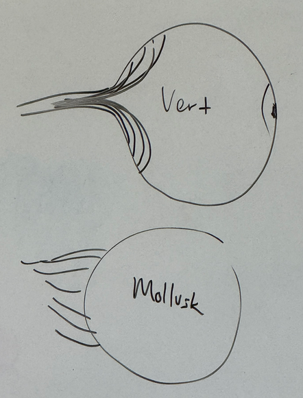 <p>wired differently!</p><p>vertebrates — neural connection to photoreceptors — “wires” that feed them go in front of the photoreceptors and also have to all bundle up and pass through to connect to nervous system — blindspot</p><p>mollusks have no blindspot because the photoreceptor cells are wire from the back.</p><p>thus the common ancestor of vertebrates and mollusks had no eyes</p>