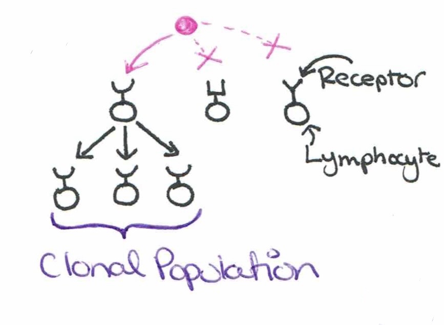 <p>Clonal populations of specific lymphocytes are produced when an antigen binds to a lymphocytes receptor and it selects that lymphocyte to then divide and produce a clonal population of this specific lymphocyte, rather than others.</p>