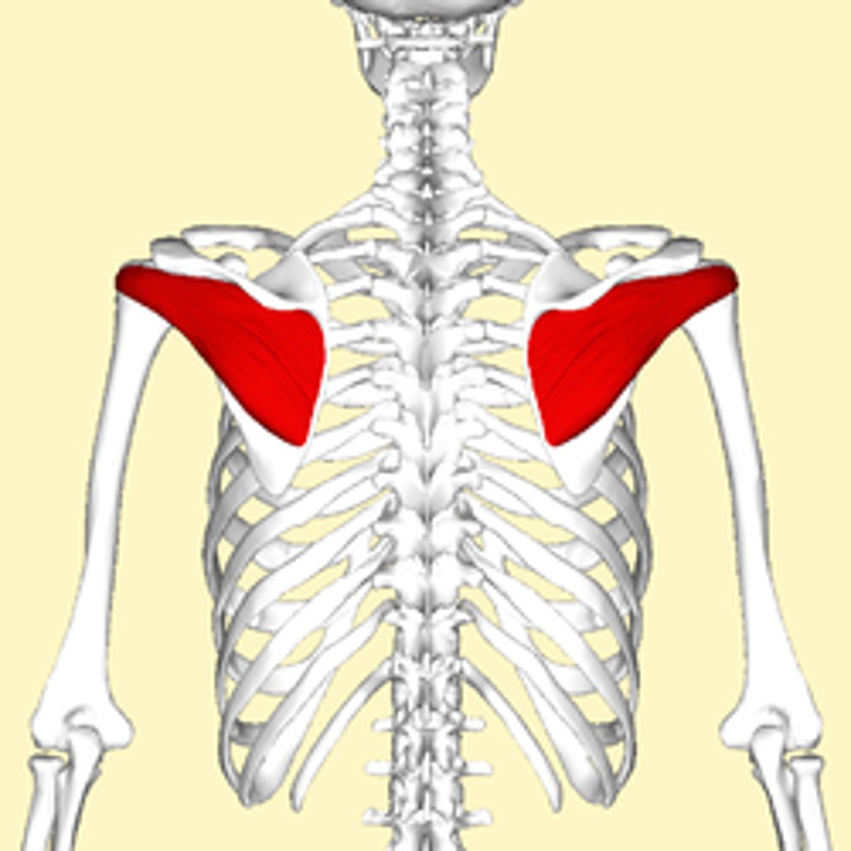 <p>Located below the spine of your shoulder blade on your upper back.</p>