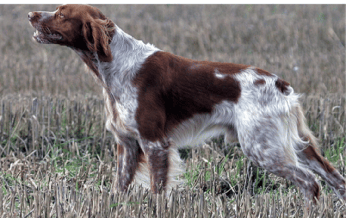 <p>FCI - 7, fine hair on the longer side</p>