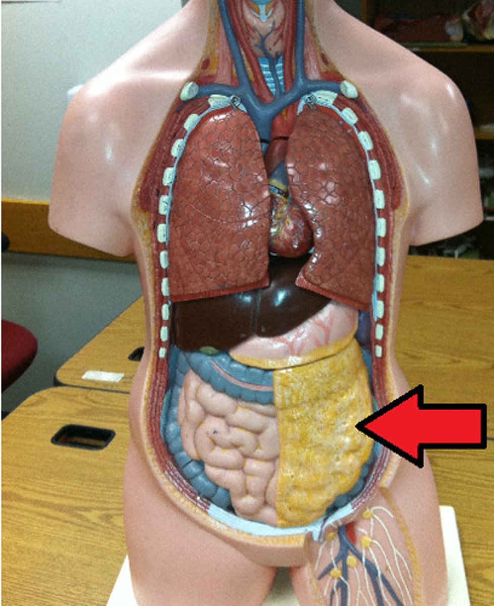 <p>a "curtain-like" membrane that covers the intestines, stores fat, and lays like a drape over the intestines</p>