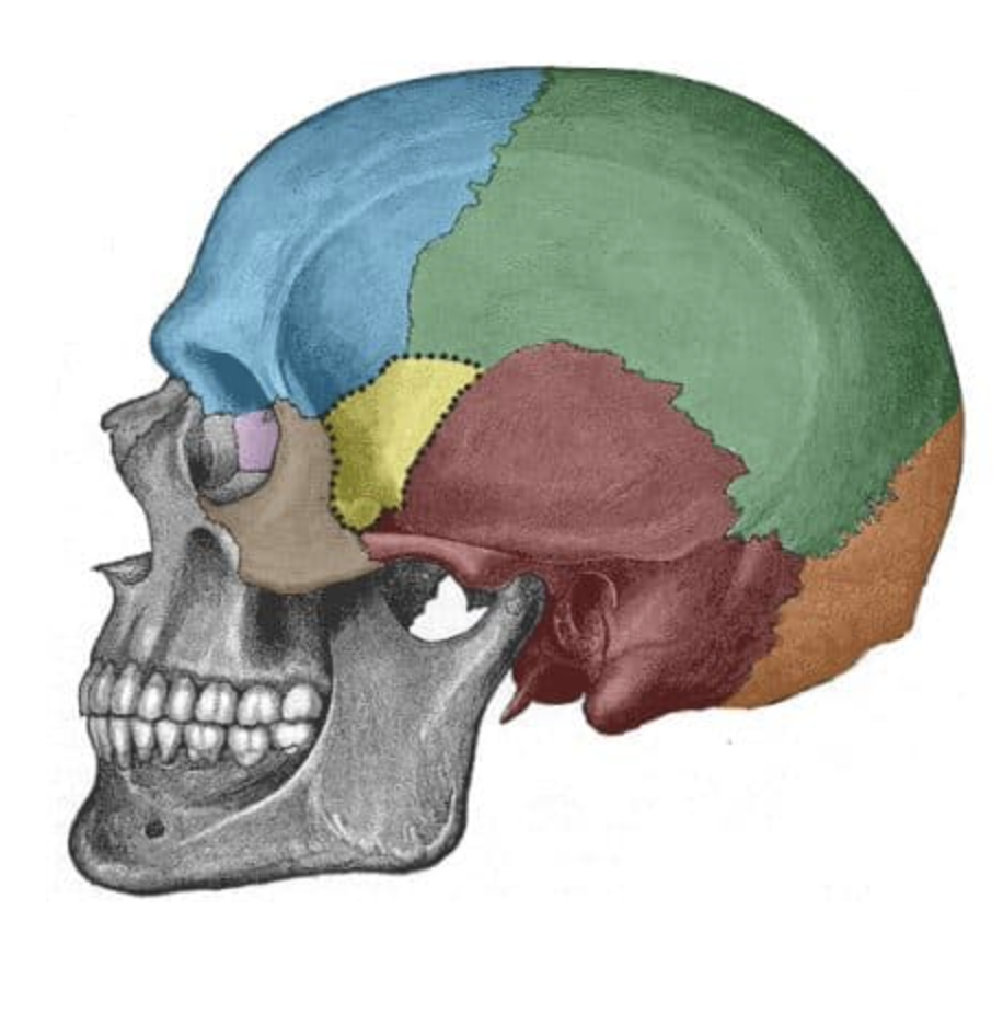 <p>What is the orange bone?</p>