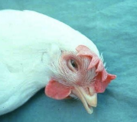 <p>While morbidity for infectious coryza is high, is mortality low or high? All ages are susceptible, it is less severe in juvenile birds, has rapid spread, produces serous/mucus discharge from nostrils, foul odor, and swelling of infra-orbital sinuses, facial edema, and closed eyes.</p>