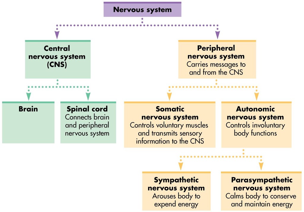 <p>A complex system of nerve cells that carry messages to and from the brain and spinal cord to different parts of the body to help parts of the body communicate with each other. It is divided into the central nervous system and peripheral nervous system </p>