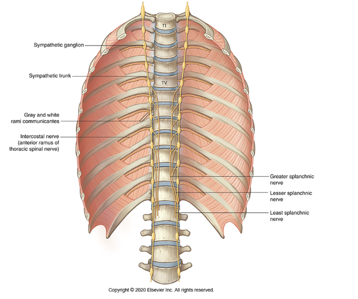 <p><span><span>part of the sympathetic nervous system</span></span></p><ul><li><p><span><span>The sympathetic chain (also known as the sympathetic trunk) is external to the spinal column, adjacent to the vertebral bodies</span></span></p></li><li><p><span><span> It is a paired structure (one on each side of the body).&nbsp;</span></span></p></li></ul><p></p>