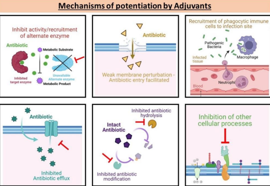 <p>Compounds given with antibiotics to enhance effectiveness by:</p><ul><li><p><strong><mark data-color="red" style="background-color: red; color: inherit">Sparing</mark> the antibiotic</strong></p></li><li><p><strong>Enabling its action</strong></p></li><li><p><strong><mark data-color="purple" style="background-color: purple; color: inherit">Acting as suicide inhibitors.</mark></strong></p></li></ul><p></p>