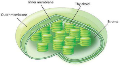 <p>outer barrier of cholorplasts - allows gas to pass through</p>