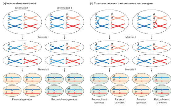 <p>Two genes on two different chromosomes have a recombination frequency of 50%.<br>Two genes located very far apart on the same chromosome have recombination frequencies of almost 50%.</p>