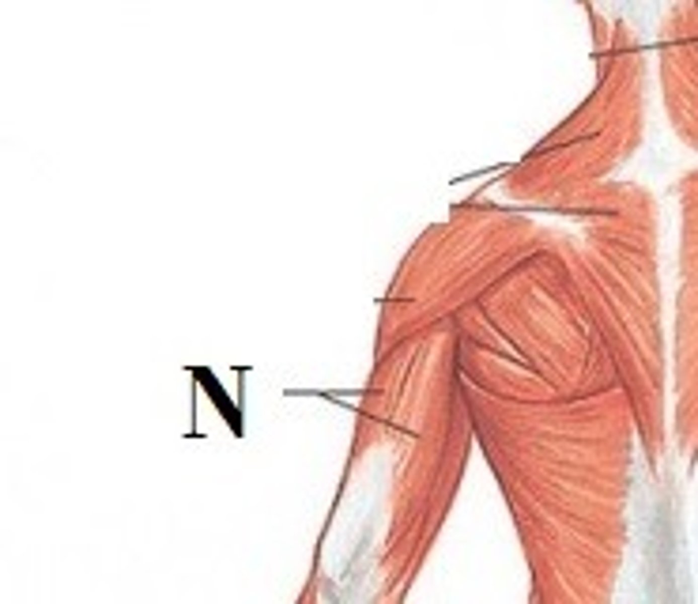<p>DEFINITION</p><p>is an extensor muscle of the elbow joint and an antagonist of the biceps and brachialis muscles.</p>