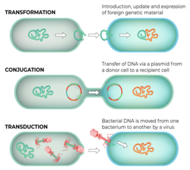 <p>bacteria experience selective pressure when antibiotics kill susceptible bacteria and leave behind resistant bacteria which survive and reproduce, occurs as a result of</p><ul><li><p>spontaneous DNA mutation</p></li><li><p>obtaining genes encoding antibiotic resistance (transformation, conjugation, transduction)</p></li></ul><p></p>