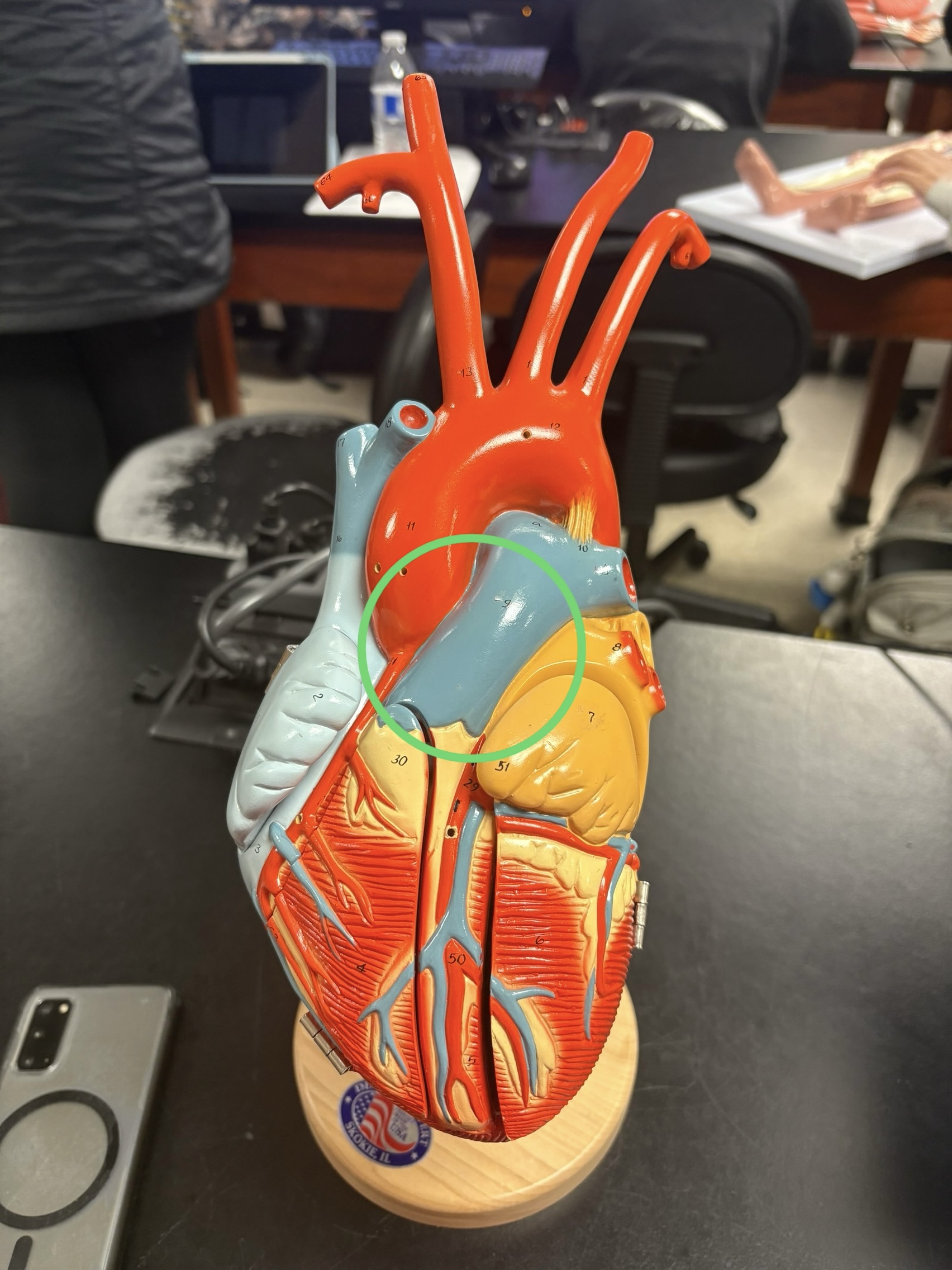 <p>discharges deoxygenated blood out </p>